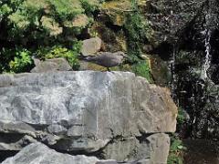 101PARC AUX OISEAUX DANS L AIN 2016 2_000033